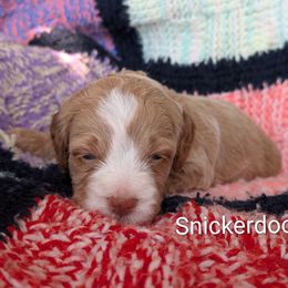 Snickerdoodle - Red female Bernedoodle puppy in Weatherford, Texas from Donnasdoodlebugs