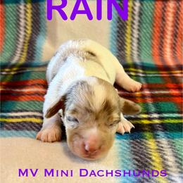 Rain - Dapple female Dachshund puppy in Carlsbad, Texas from MV Mini Dachshunds