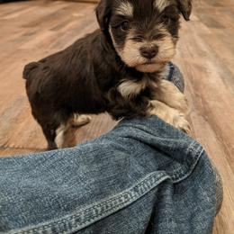 Aussiedoodle and Miniature Schnauzer Puppies from Cedar Creek Ranch