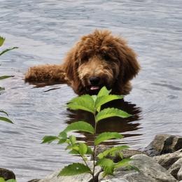 Labradoodles, Poodles, and Springerdoodles from Pawpaws Doodles