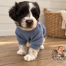 Cooper - Parti male Miniature Schnauzer puppy in Magalia, California from NorCal Schnauzers