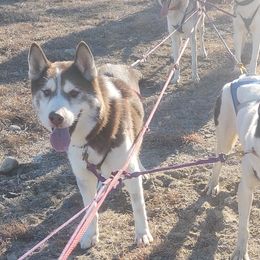 Aspen - Siberian Husky