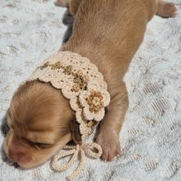 Nibblet AKC Chocolate base longhaired Shaded cream mini - Cream female Dachshund puppy in Las Cruces, New Mexico from The Dachshund Den