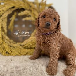 Goldendoodle Puppies from Carlie and Co. Goldendoodles