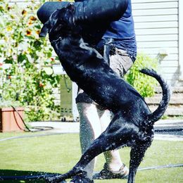 Dutch Shepherds and xDutch Shepherds from We Like it Ruff Working K9 Breeding and Training