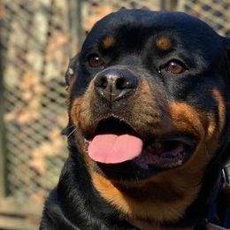 Rottweilers from Vom Haus Faulkner Rottweiler