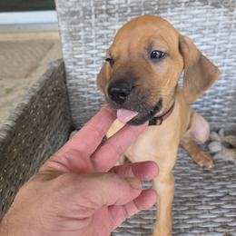Brown collar - Lt whtn blk nose male Rhodesian Ridgeback puppy in Ocala, Florida from Avanti Ridgebacks