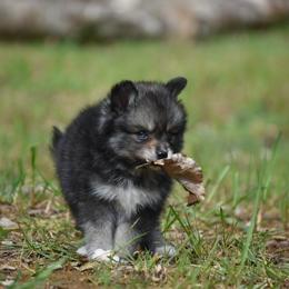 Bandit - Wolf sable male Pomsky puppy in Coos Bay, Oregon from Ocean View Pomskies