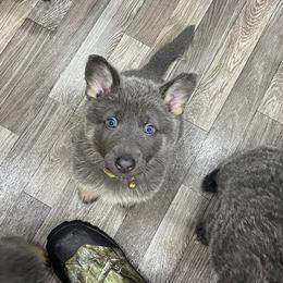 Yellow girl - Blue female German Shepherd puppy in Pelham, North Carolina from P & P Shepherds