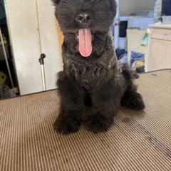 Bouvier des Flandres Puppies from Ambassador BOUVIER