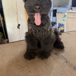 Bouvier des Flandres Puppies from Ambassador BOUVIER
