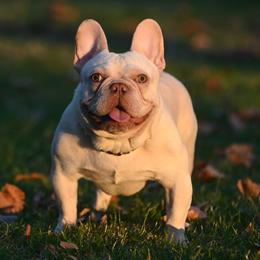 Drakeo - French Bulldog