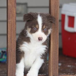 Border Collie, English Setter, and Miniature American Shepherd Puppies from First Harmony Farms