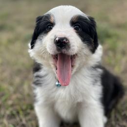 Australian Shepherds, Miniature Australian Shepherds, and Toy Australian Shepherds from Skaky Shepherds