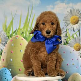 Wimberly's Blue Boy - Apricot male Goldendoodle puppy in Kountze, Texas from Texas Doodles LLC