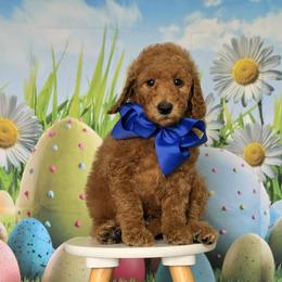 Wimberly's Blue Boy - Apricot male Goldendoodle puppy in Kountze, Texas from Texas Doodles LLC