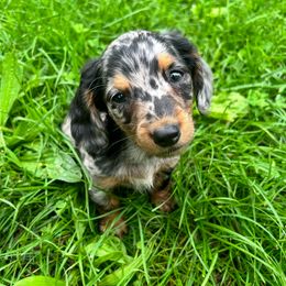 Blue Jeans - Dachshund