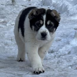 Abigail - White female Central Asian Shepherd Dog puppy in East Camden, Arkansas from A Plus A