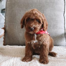 Cosmo - Red  male Goldendoodle puppy in Austin, Texas from Cedarcrest Goldendoodles
