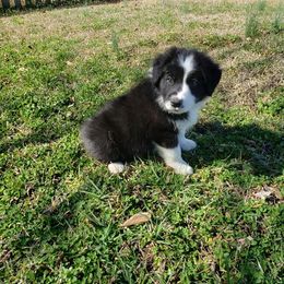 Border Collie Puppies from J & S Borders
