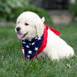Angus - Light golden male Golden Retriever puppy in Morris, Minnesota from Midwest English Cream Goldens