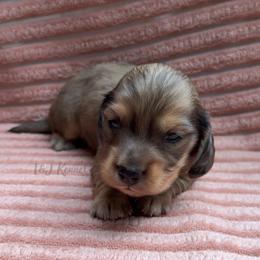 Thunder - Dapple male Dachshund puppy in Mc Donough, Georgia from L & J Kennel