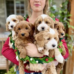 Goldendoodle puppies from Natural Doodle Life