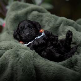 Cavapoo, Cockapoo, and Poodle Puppies from Heavenly Puppies to Love