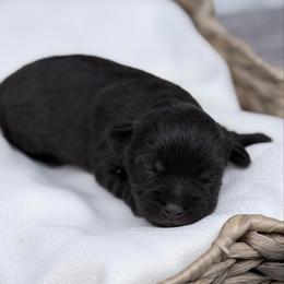 Blitzen - Liver male Miniature Schnauzer puppy in Collinsville, Mississippi from Hillside Kennels