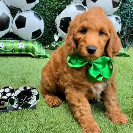 Apple's Green Boy - Red  male Goldendoodle puppy in Kountze, Texas from Texas Doodles LLC