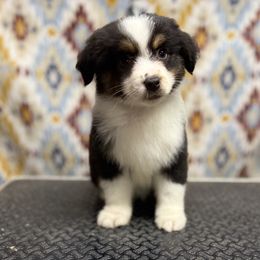 Girl 2 - female Miniature American Shepherd puppy in Snyder, Texas from RLA Miniature American Shepherds