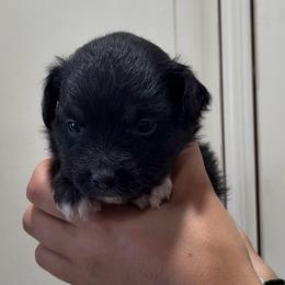 Birdie - Black tri female Toy Australian Shepherd puppy in North Lakeport, California from Wild Rose Ranch