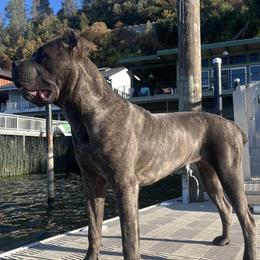 Cane Corso Puppies from Corso Empire