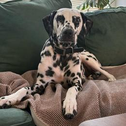 Ruby - Dalmatian