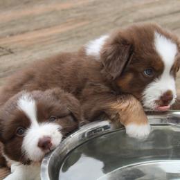 Australian Shepherd Puppies from Starlit Grove Australian Shepherds
