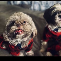 Pone - Shih Tzu