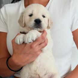 Woody - Light golden male Golden Retriever puppy in Rancho Cucamonga, California from Robinson Retrievers