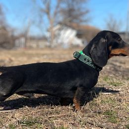 Knox - Dachshund