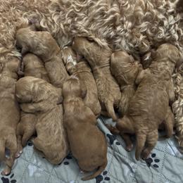 Boy 4 Pick- Med. Goldendoodle - Red  male Goldendoodle puppy in Piedmont, South Carolina from The Farm at Saluda Ridge