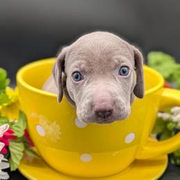 Dolly - Gray female Weimaraner puppy in Evart, Michigan from Drehbar Weimaraners