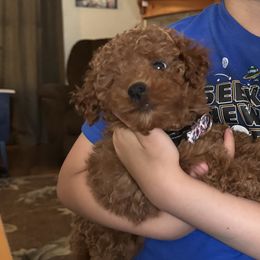 Poodles and West Highland White Terriers from JJs Puppies of the Carolinas