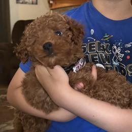 Poodles and West Highland White Terriers from JJs Puppies of the Carolinas