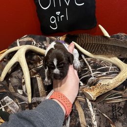 German Shorthaired Pointer Puppies from Ellis kennels