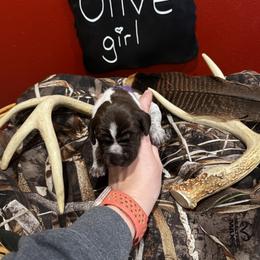 German Shorthaired Pointer Puppies from Ellis kennels