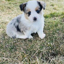 American Corgi, Companion Cross, Miniature Australian Shepherd, and Pembroke Welsh Corgi Puppies from FreckledCowgirlCorgis