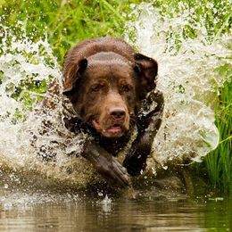 Labrador Retriever All Grown Up from Champion Retrievers
