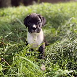 Boy 2 - Brindle male Boxer puppy in Prestonsburg, Kentucky from Diamond Standard Boxers