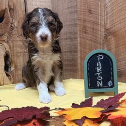 Parton - Brown and white female Aussiedoodle puppy in Lavonia, Georgia from H & A Kennels