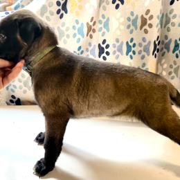 Belgian Malinois and German Shepherd Puppies from Laeknir K9