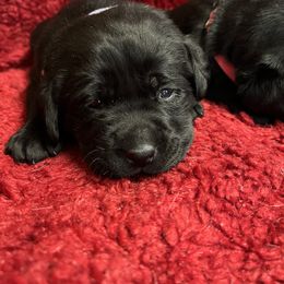 Black Girl - Black female Labrador Retriever puppy in Beaverdam, Virginia from Gold Heart Labradors